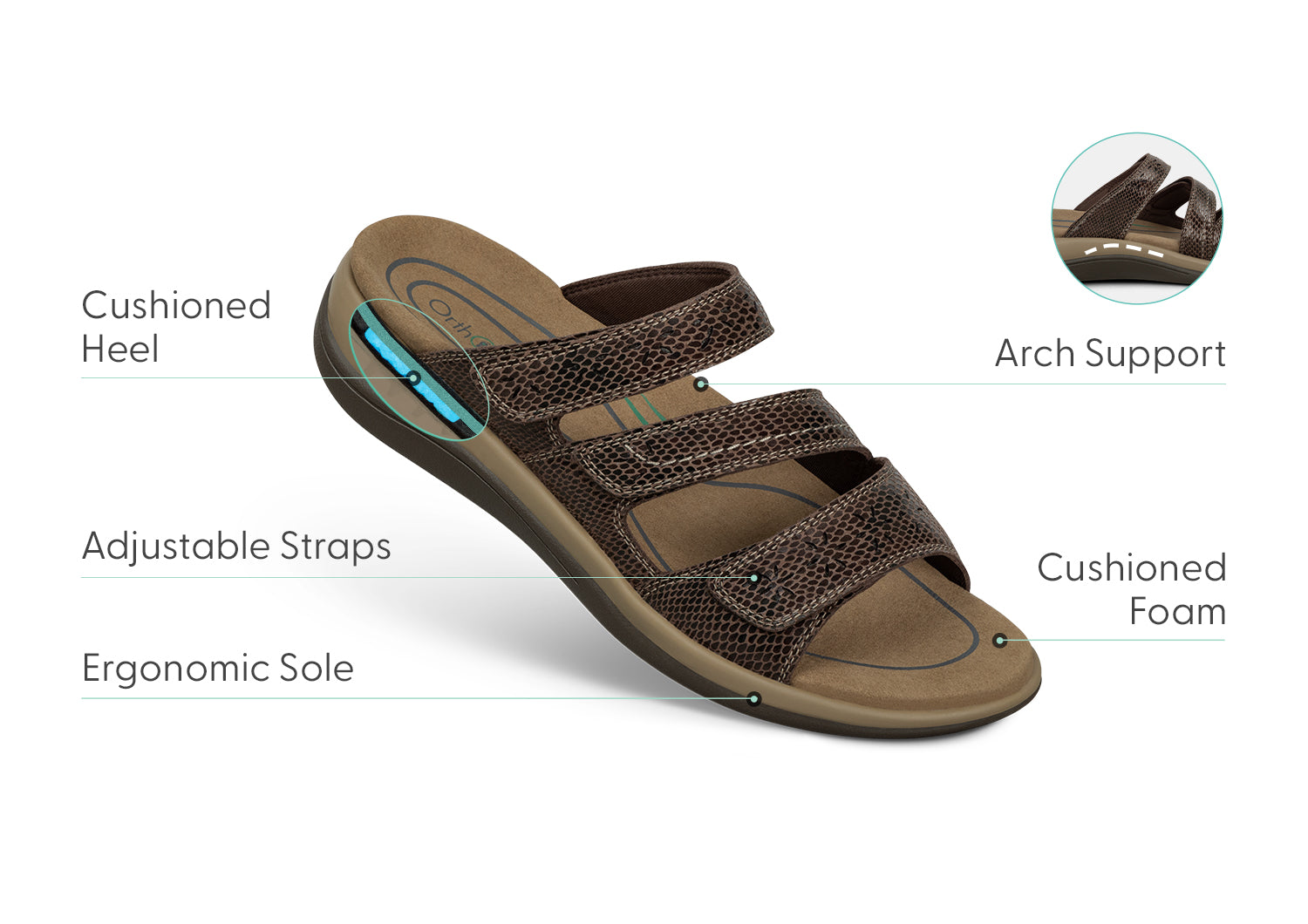 Sahara - Brown Snake